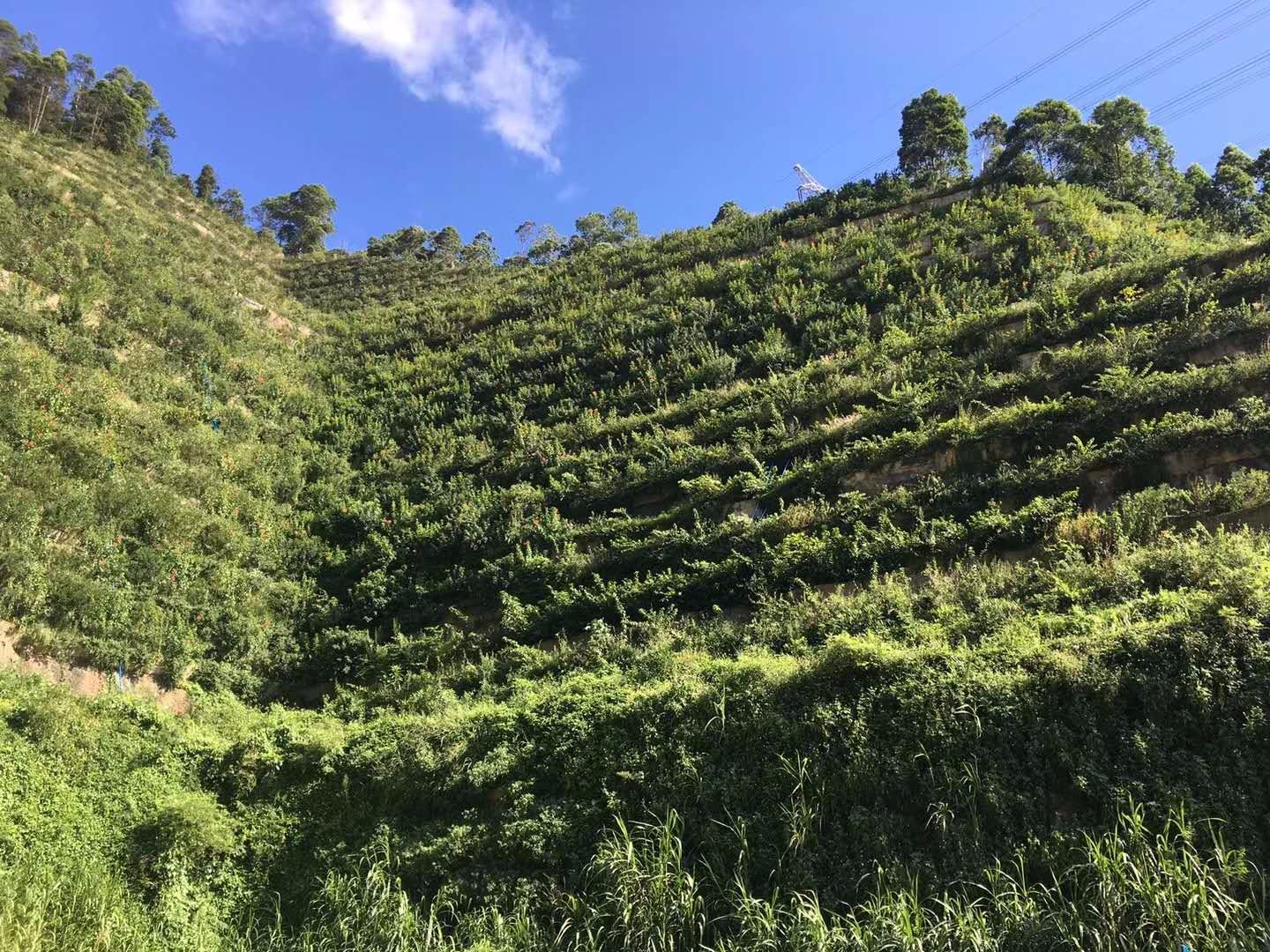 水泥噴砼坡面新生態(tài)治理方案---高陡峭巖質(zhì)創(chuàng)面山體纖維骨架綜合生態(tài)治理技術(shù)